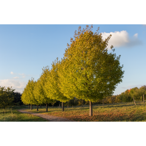 Javor poľný (Acer campestre) ´LIENCO´® - výška 320-340 cm, obvod kmeňa 8/10 cm, kont. C30L 